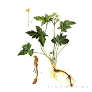 Pflanze dreieckige Blätter Coptis